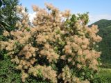 Cotinus coggygria. Цветущее растение. Краснодарский край, Новороссийск, мыс Шесхарис, прибрежный склон Маркотхского хребта. 21.07.2013.