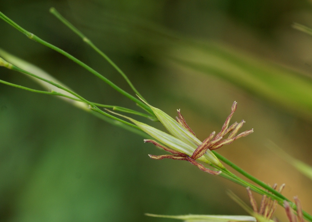 Изображение особи Zizania latifolia.