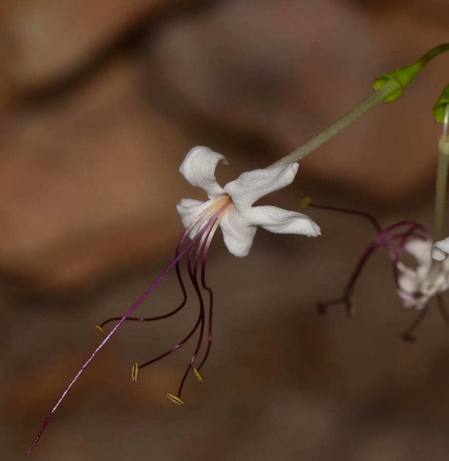 Image of Clerodendrum inerme specimen.