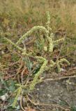 Atriplex tatarica