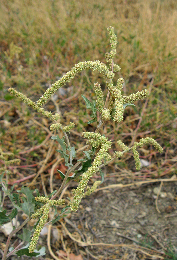 Image of Atriplex tatarica specimen.