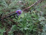 Pulsatilla patens