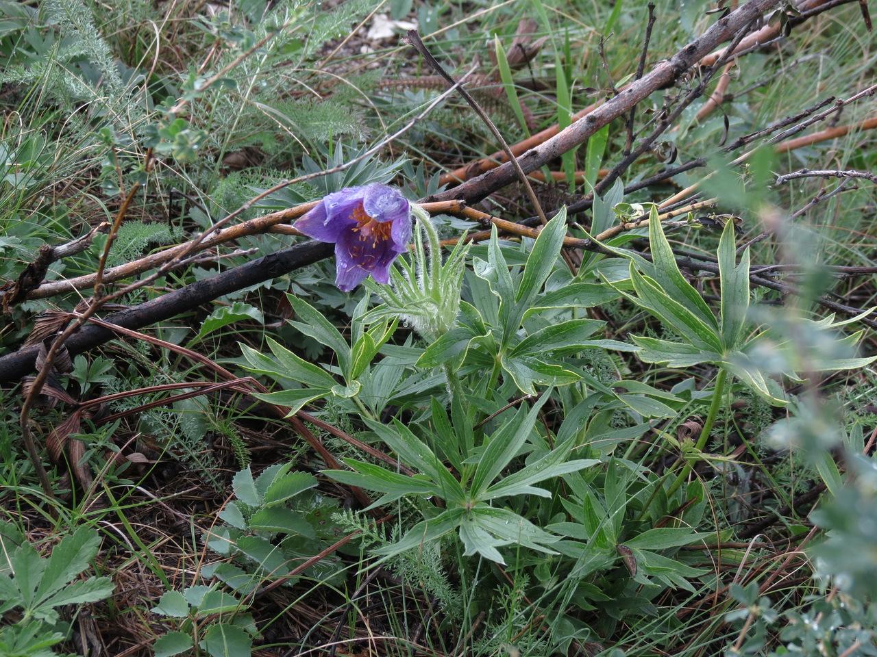 Image of Pulsatilla patens specimen.