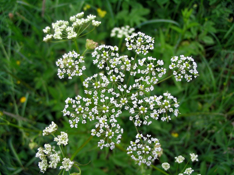 Image of Chaerophyllum aromaticum specimen.