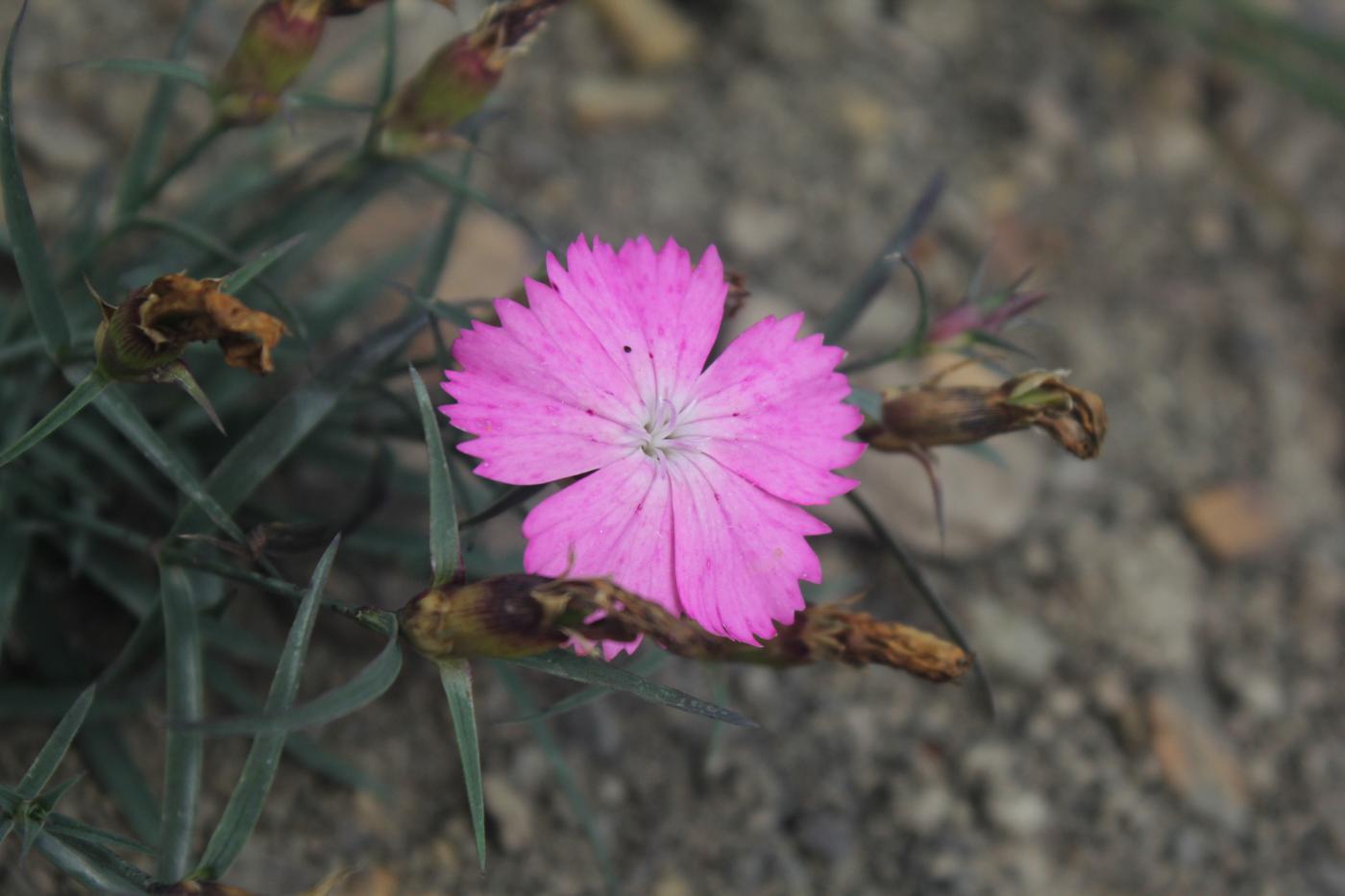 Image of Dianthus kusnezovii specimen.