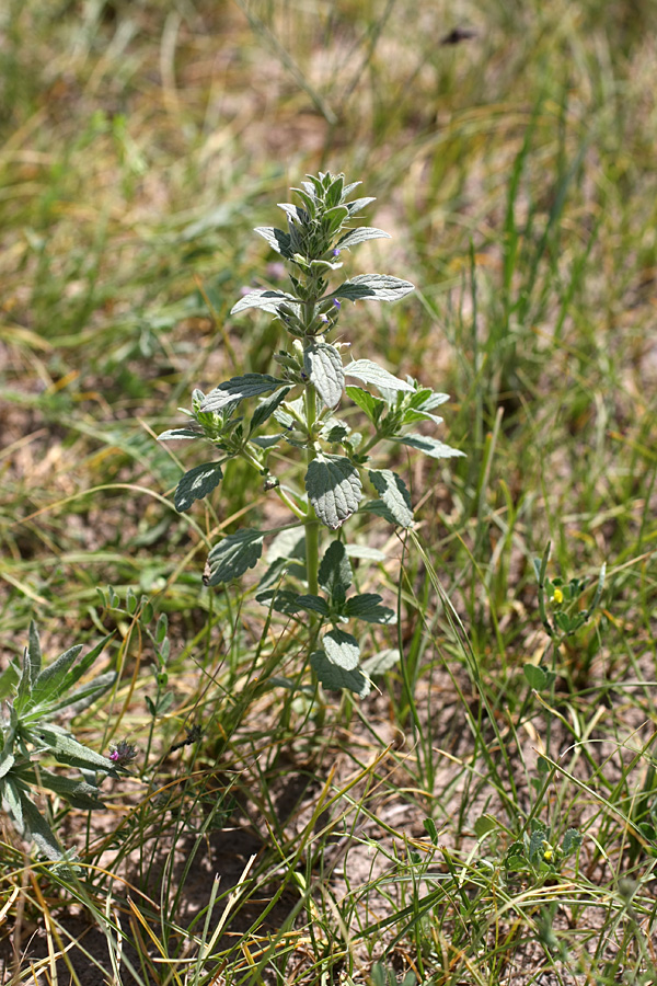 Image of Lallemantia royleana specimen.