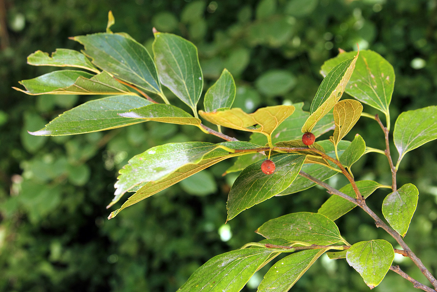 Изображение особи Celtis biondii.