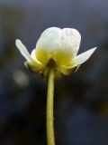 Image of taxon representative. Author is Сергей Глотов