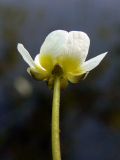 Ranunculus circinatus