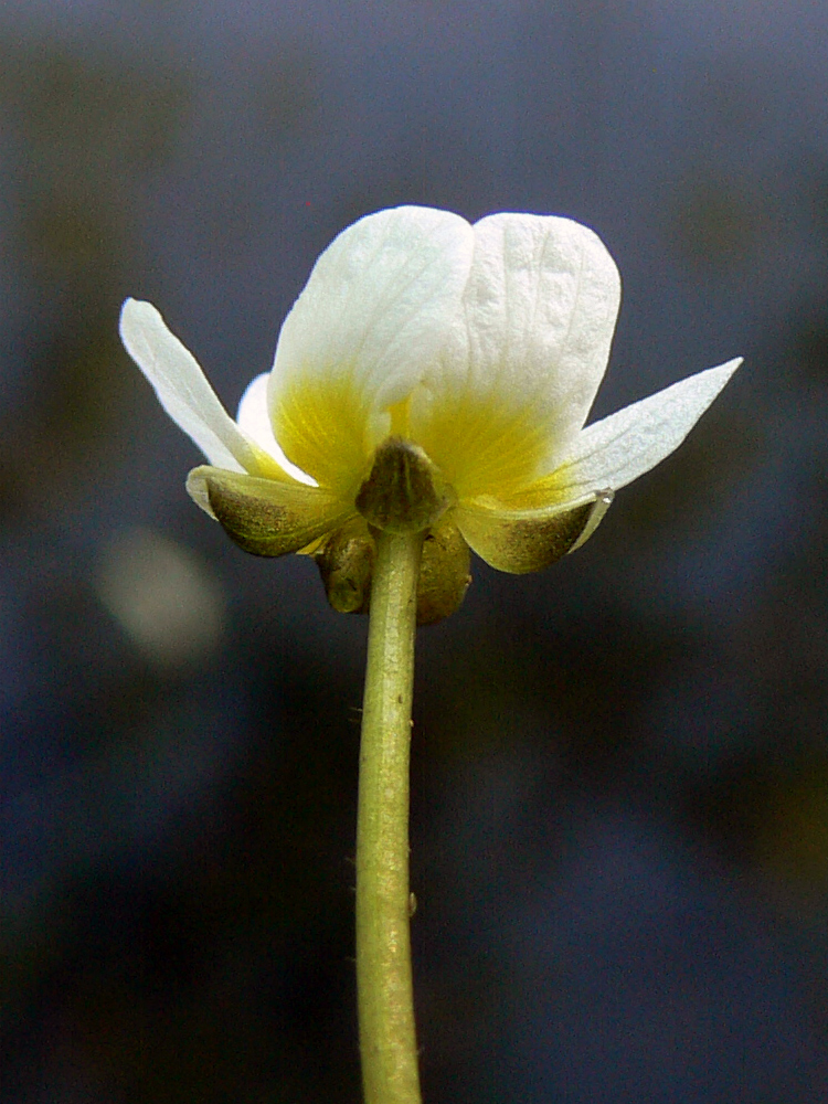 Image of Ranunculus circinatus specimen.
