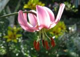 Lilium caucasicum