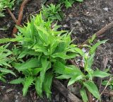 Lactuca sibirica