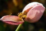 Anemone hupehensis