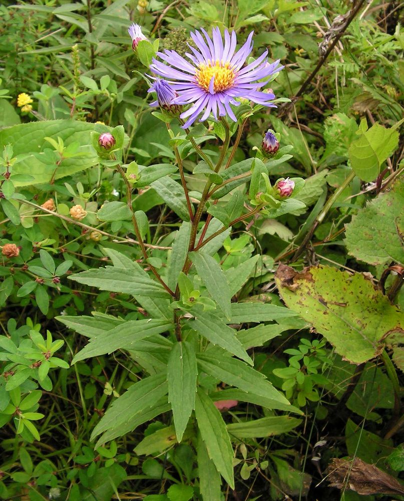 Изображение особи Aster maackii.