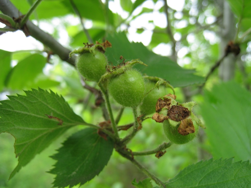 Изображение особи Crataegus submollis.