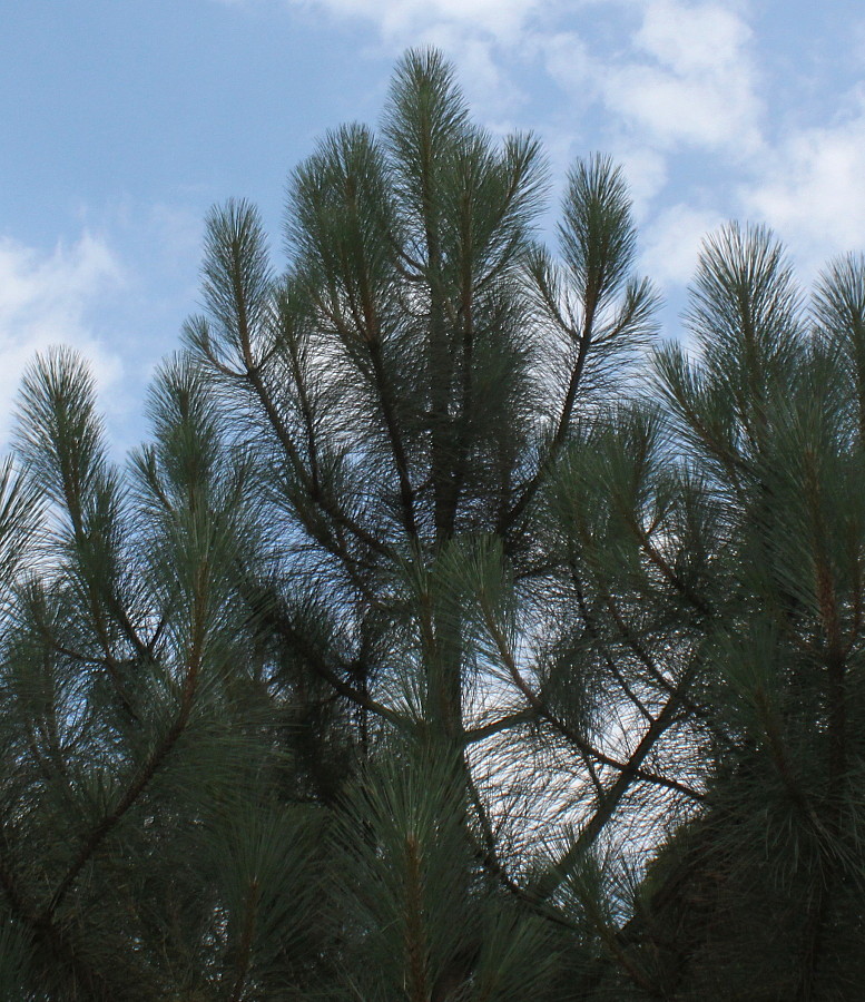 Image of Pinus coulteri specimen.