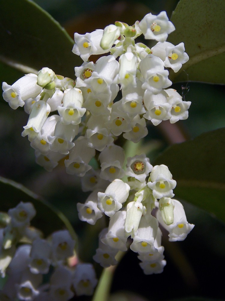 Изображение особи Leucothoe axillaris.