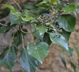 Hedera helix. Часть побега с плодами. Греция, Фессалия, Олимп. 04.01.2014.