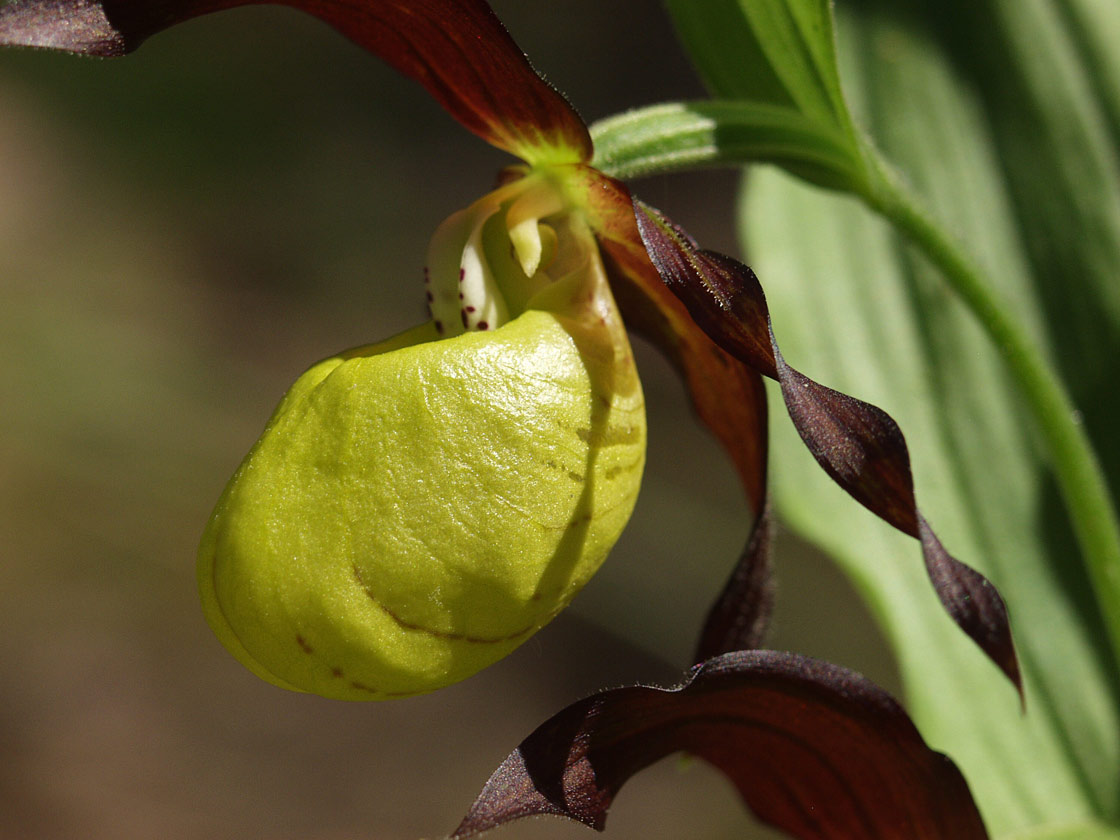 Image of Cypripedium calceolus specimen.