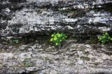 Rhodiola rosea. Цветущие растения в расщелине известняковой скалы. Пермский край, окр. г. Красновишерск, правый берег р. Вишера. 11.06.2013.