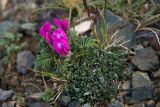 Oxytropis ampullata