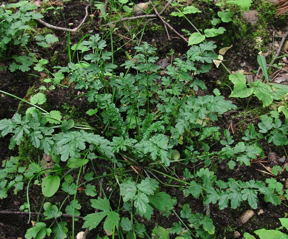 Изображение особи Cardamine impatiens.