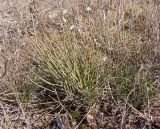 Ephedra distachya. Вегетирующее растение. Украина, Запорожский р-н, Дурная балка, разнотравная степь. 15.03.2014.