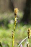 Carex brevicollis. Верхушка цветущего растения. Молдова, Страшенский р-н, с. Каприяна, свежая грабовая дубрава. 30.03.2014.