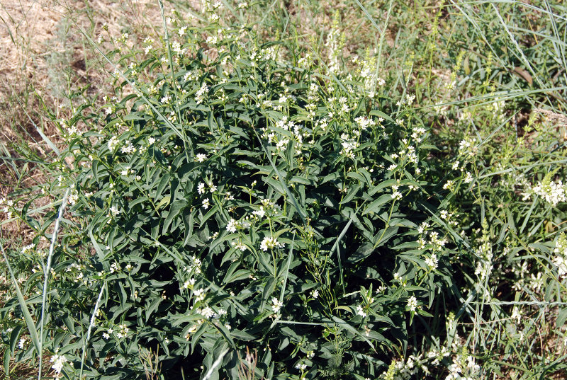 Image of Vincetoxicum hirundinaria specimen.