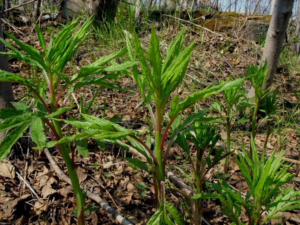 Image of Senecio cannabifolius specimen.