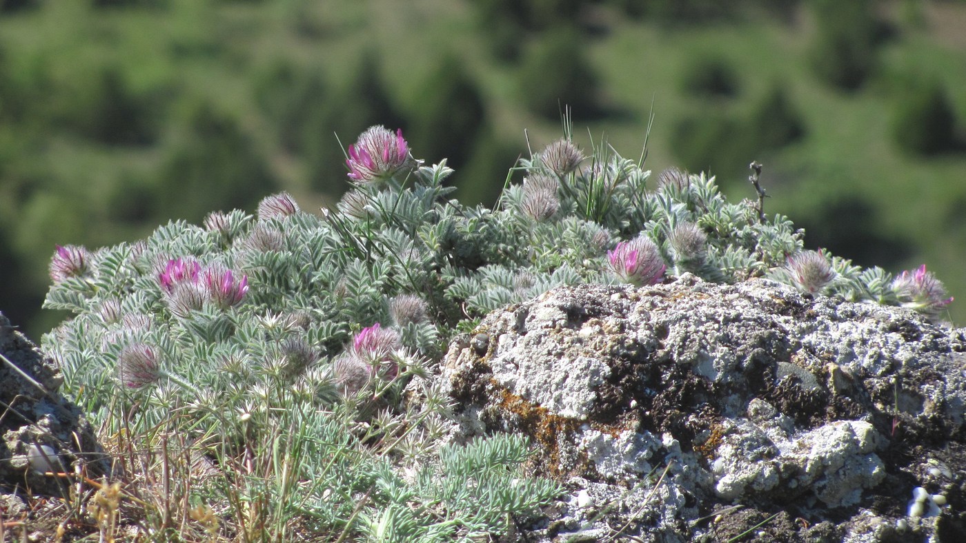 Изображение особи Astragalus setosulus.