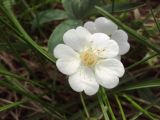 Potentilla alba