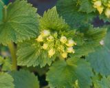 Scrophularia chrysantha