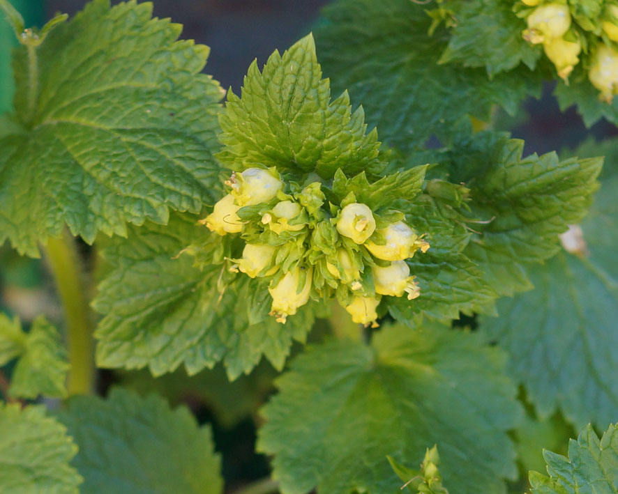 Image of Scrophularia chrysantha specimen.