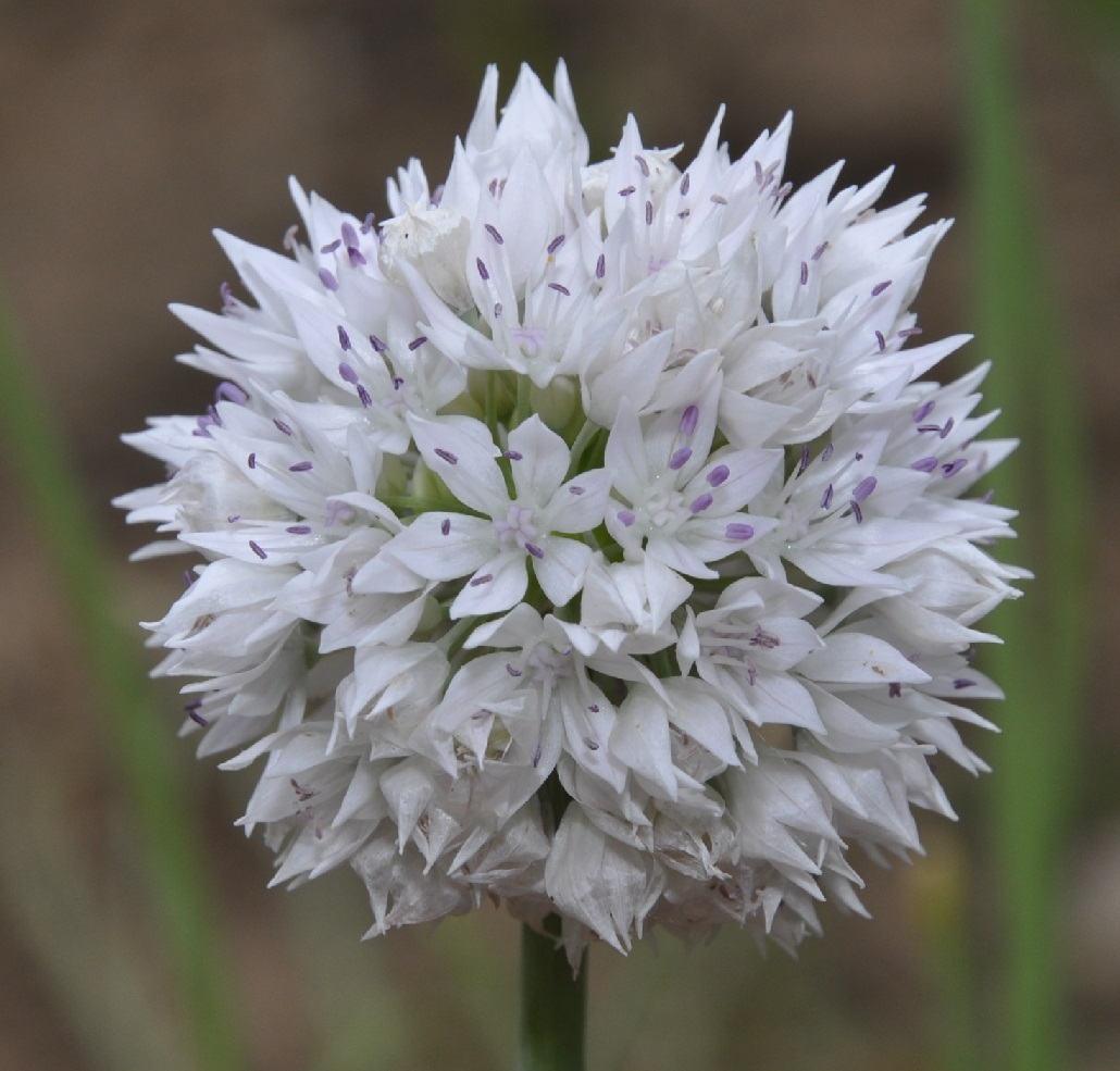 Изображение особи Allium amplectens.