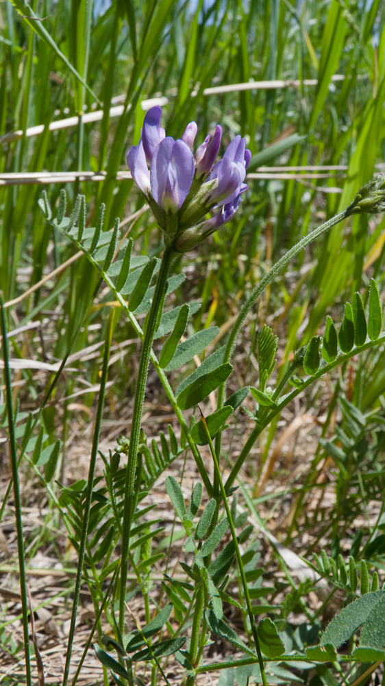 Изображение особи Astragalus danicus.