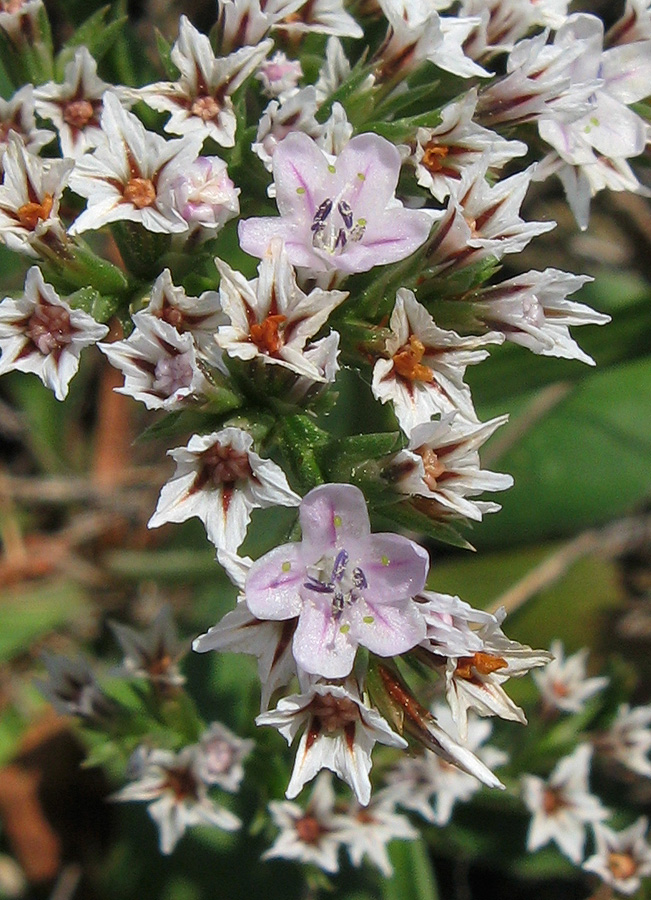 Image of Goniolimon tauricum specimen.