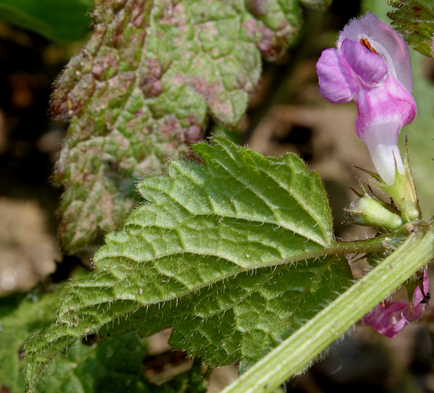 Image of Lamium maculatum specimen.