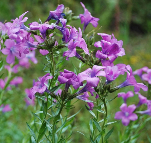 Изображение особи Linum heterosepalum.