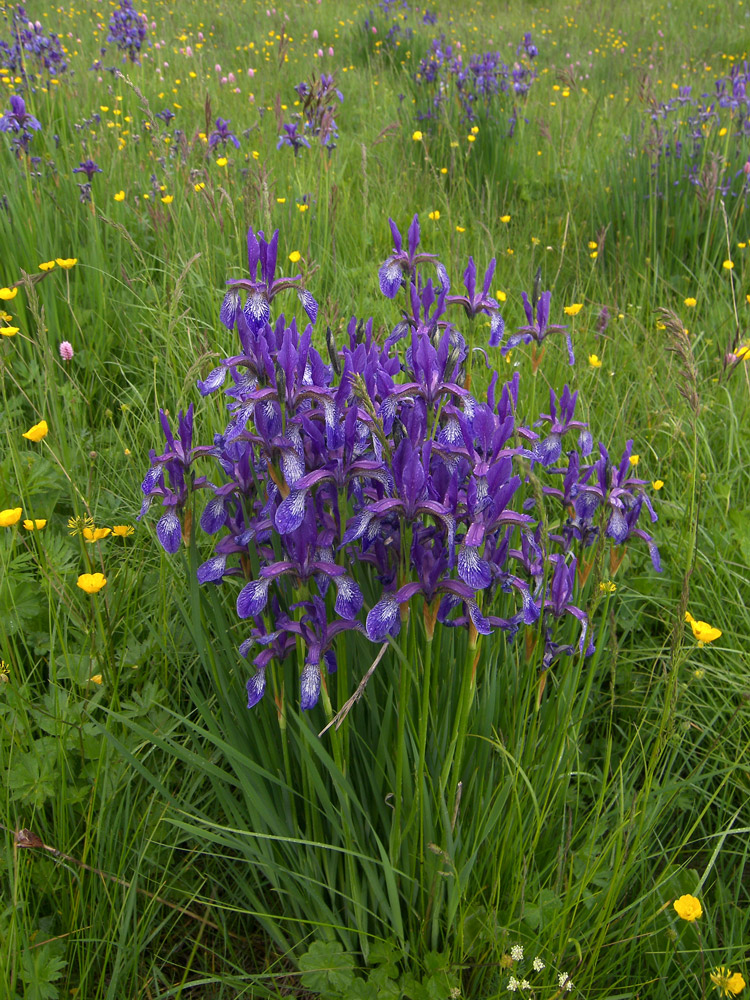 Изображение особи Iris sibirica.