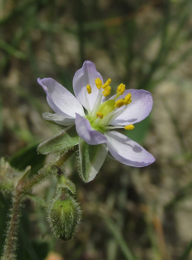 Image of Spergularia media specimen.