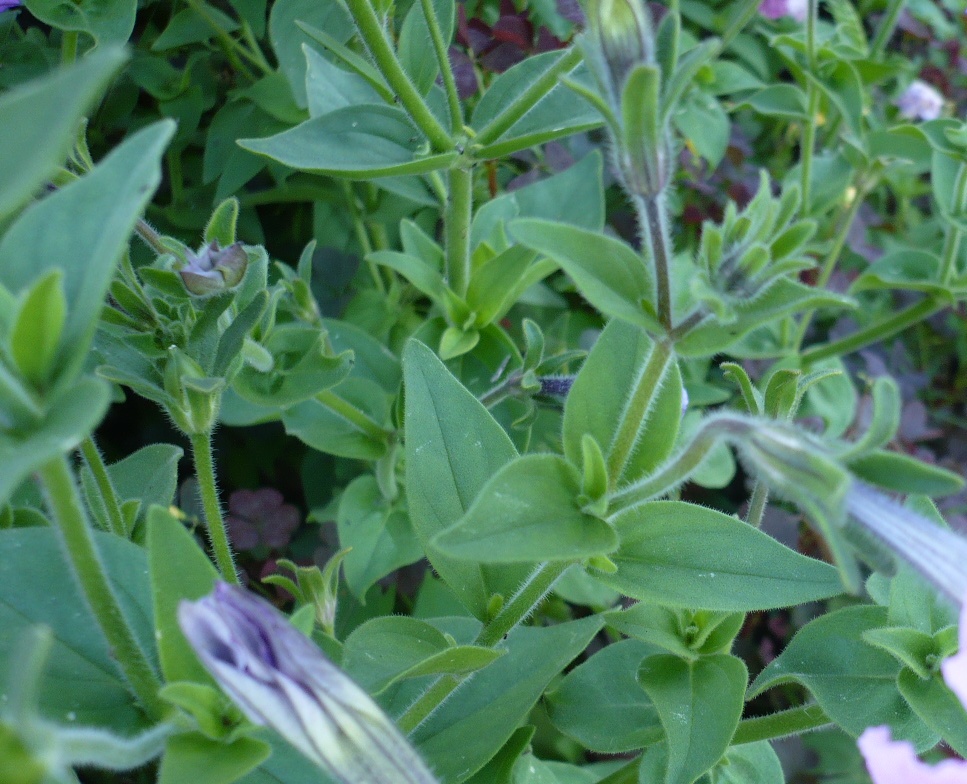 Image of Petunia × atkinsiana specimen.