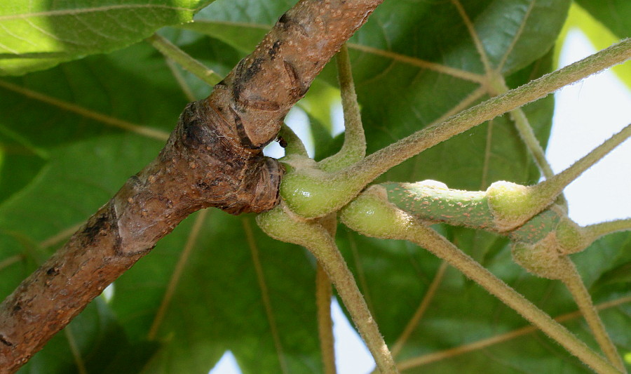 Image of Kalopanax septemlobus specimen.