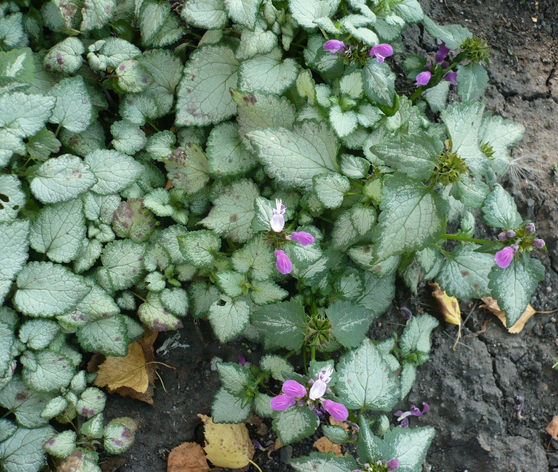 Изображение особи Lamium maculatum.