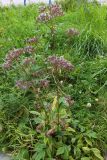 genus Valeriana