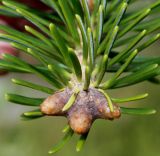 Abies alba. Верхушка побега с почками. Германия, г. Дюссельдорф, Ботанический сад университета. 05.09.2014.