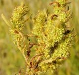 Rumex maritimus