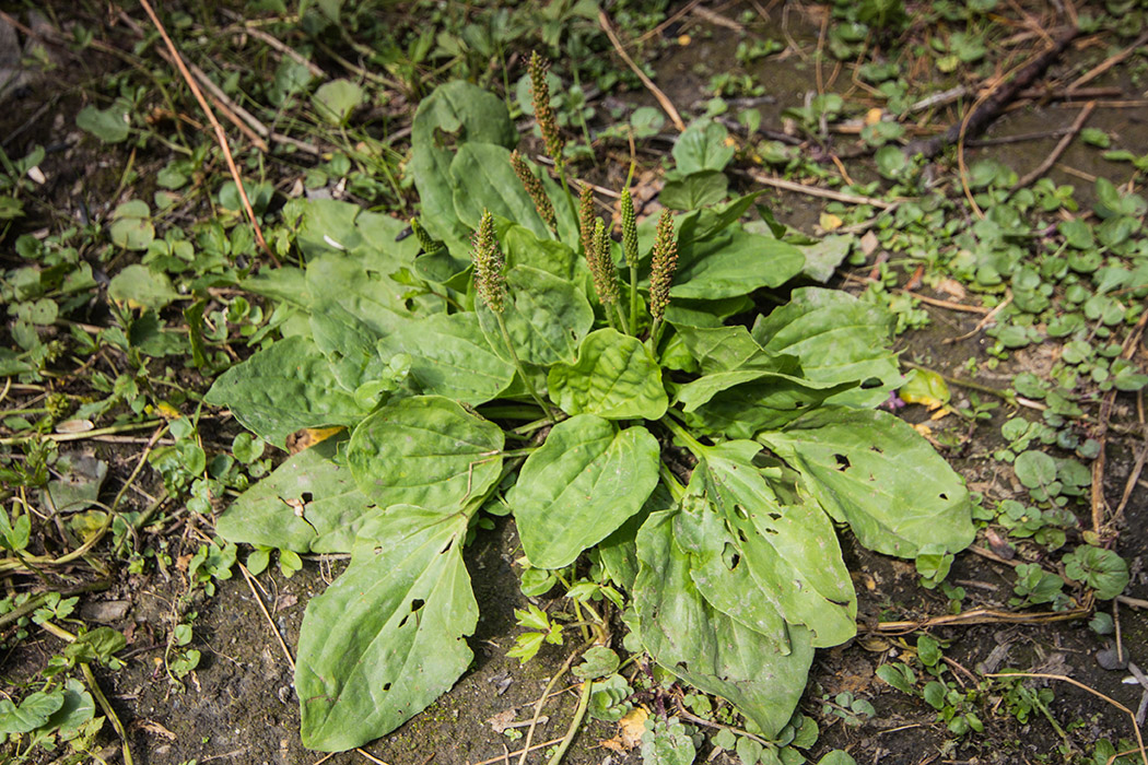 Изображение особи Plantago major.