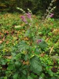 Scutellaria columnae