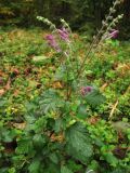 Scutellaria columnae. Верхушка цветущего растения. Нидерланды, провинция Noord-Holland, Amstelveen, ландшафтный парк Dr. Jac. P. Thijssepark. 31 октября 2009 г.